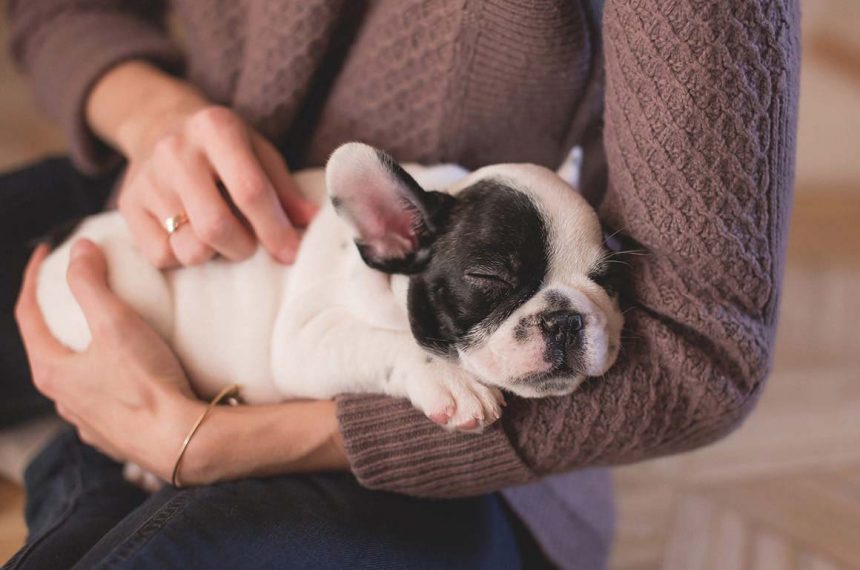 Help for the Animals Affected