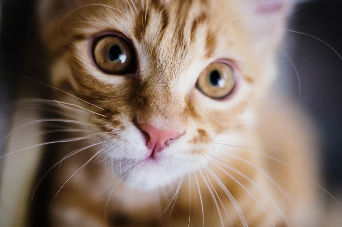 Pet Adoption: How To and What For?