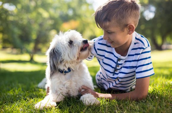 blog-2 Annual Vaccinations for Your Pet