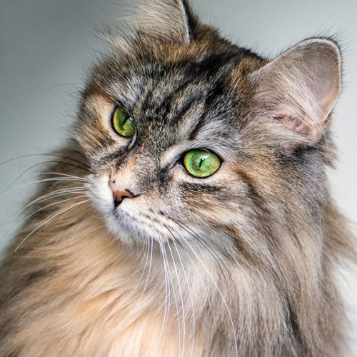 Diva