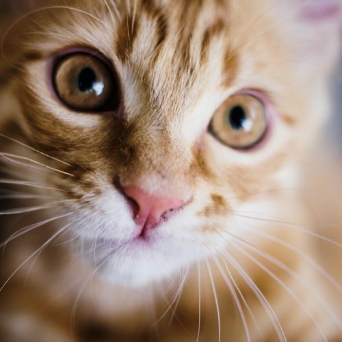 15 Tips to Keep Your Pet Safe and Healthy