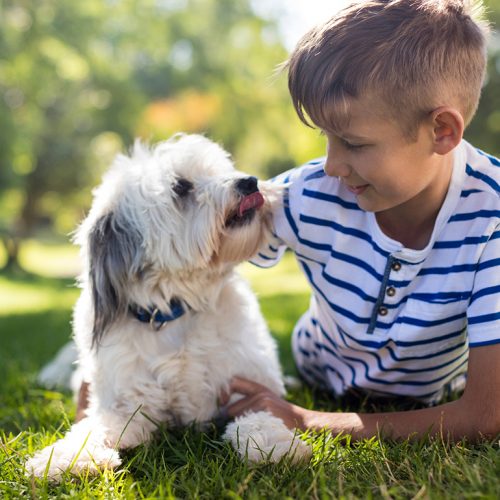 Annual Vaccinations for Your Pet
