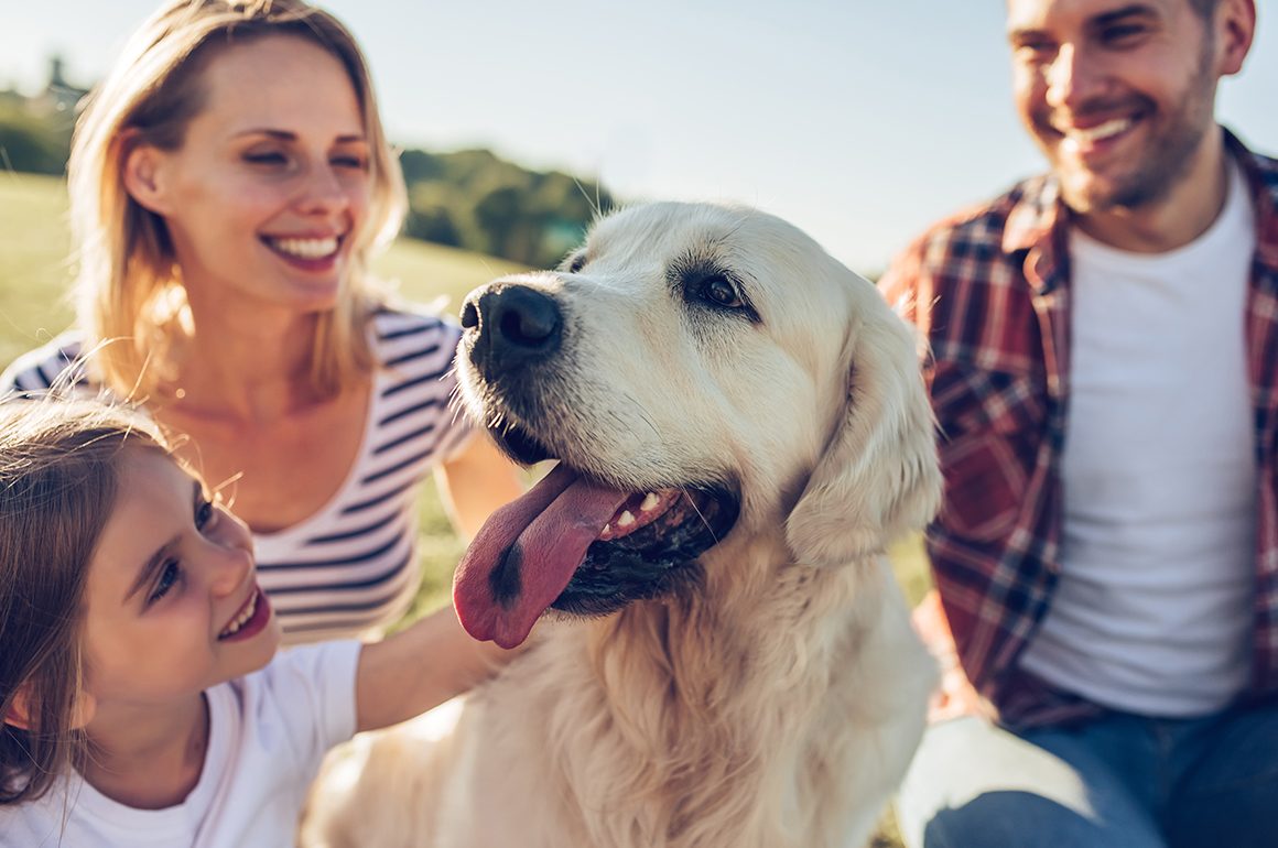 blog-5 How to: Safely Bring Home Shelter Dog