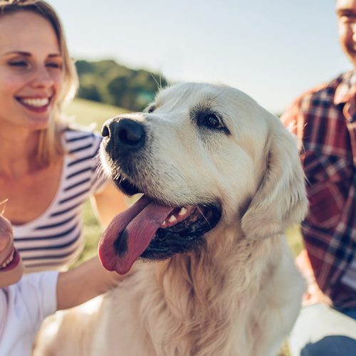 Animal Shelter Volunteers Meeting