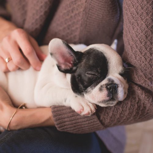 Help for the Animals Affected