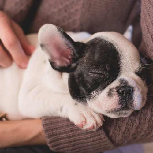 Help for the Animals Affected by Hurricane Harvey